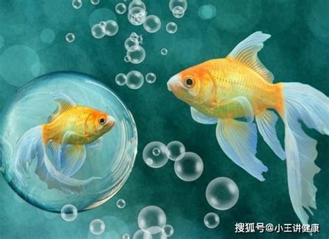 哪一種魚最好養|【好養的魚】好養的魚推薦！新手養魚必看懶人包，打造療癒水族。